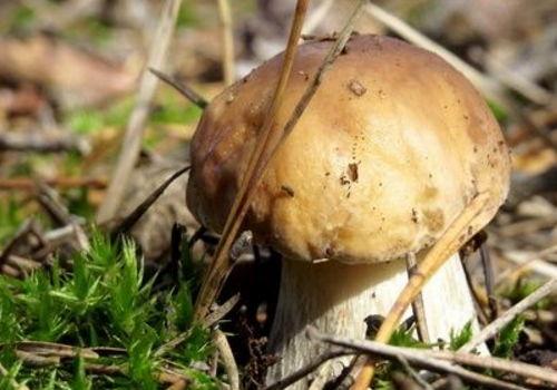 吃瓜大爆料菌是什么菌类,探寻网络舆论背后的神秘力量